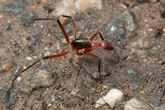 Leptomyrmex tibialis