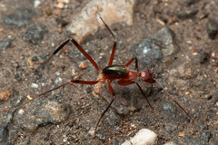 Leptomyrmex tibialis