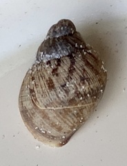 Bothriembryon brazieri