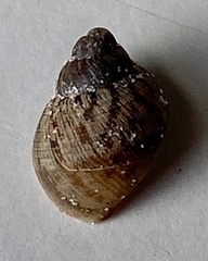 Bothriembryon brazieri