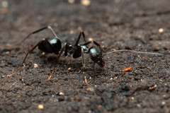 Leptomyrmex burwelli