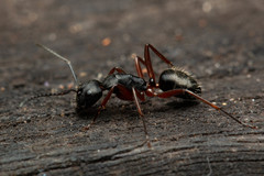 Camponotus hartogi