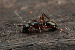 Camponotus hartogi