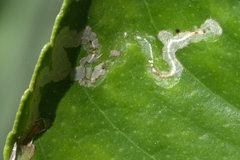 Phyllocnistis citrella