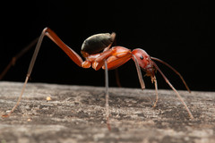 Leptomyrmex tibialis