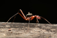 Leptomyrmex tibialis