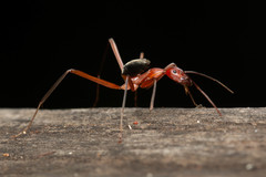 Leptomyrmex tibialis