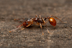 Orectognathus versicolor