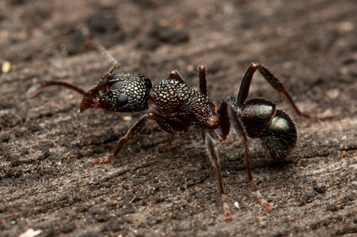 双角皱猛蚁Rhytidoponera anceps