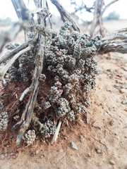 Crassula corallina