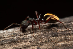 Dolichoderus extensispinus