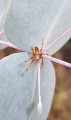 Salsa brisbanae