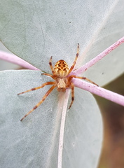 Salsa brisbanae