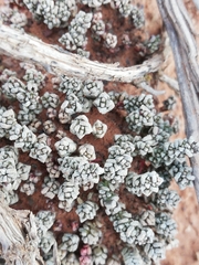 Crassula corallina