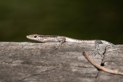 Cryptoblepharus pulcher