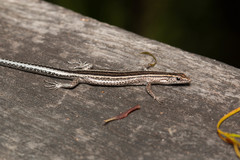 Cryptoblepharus pulcher
