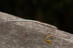 Cryptoblepharus pulcher