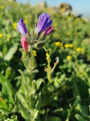 Echium judaeum