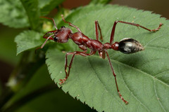 Myrmecia comata
