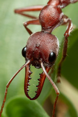 Myrmecia comata