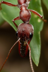 Myrmecia comata