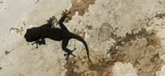 Ptyodactylus puiseuxi