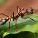 Myrmecia comata - Photo (c) Mark Ayers, some rights reserved (CC BY-NC), uploaded by Mark Ayers