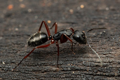Camponotus hartogi