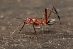 Leptomyrmex tibialis