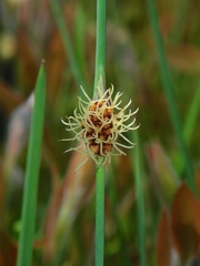 Chorizandra cymbaria