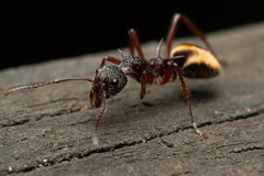 Dolichoderus extensispinus