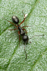 Camponotus hartogi