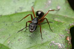 Camponotus hartogi