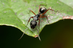 Camponotus hartogi