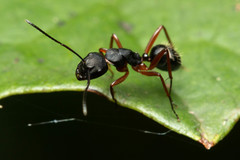 Camponotus hartogi