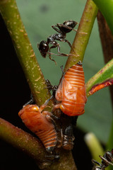 Eurymeloides bicincta