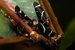 Eurymeloides bicincta