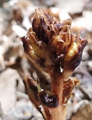 Monotropa hypopitys hypophegea