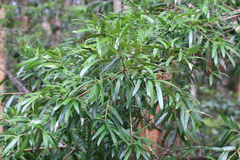Podocarpus elatus