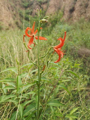 Coral Lily