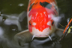 Cyprinus rubrofuscus