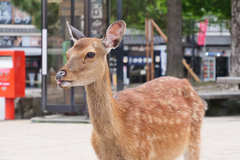 Cervus nippon