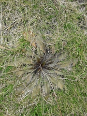 Plantago spathulata