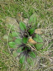 Plantago spathulata