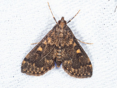 Nacoleia oncophragma