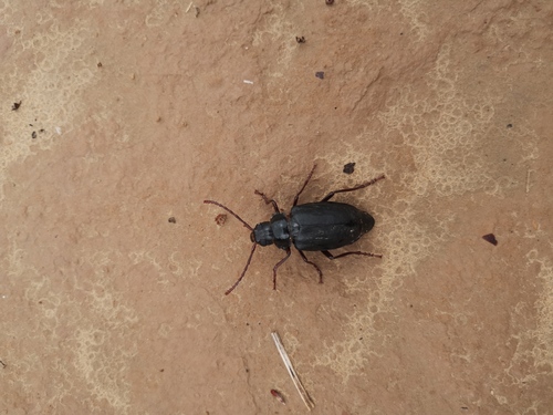Prionus brachypterus