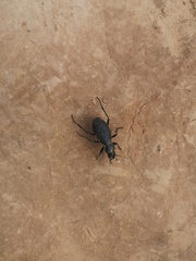 Carabus brandti