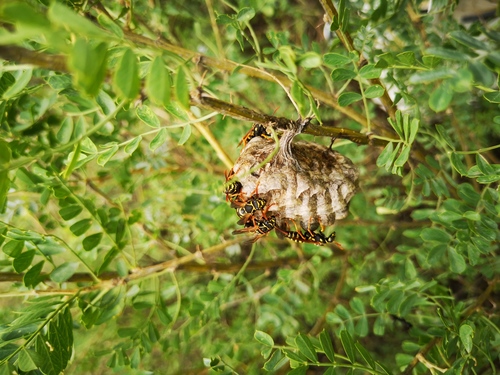 Asian Paper Wasp