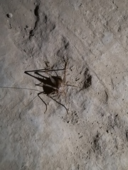 Tachycines asynamorus