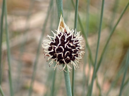Chorizandra enodis